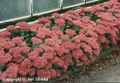  Sedum Herbstfreude